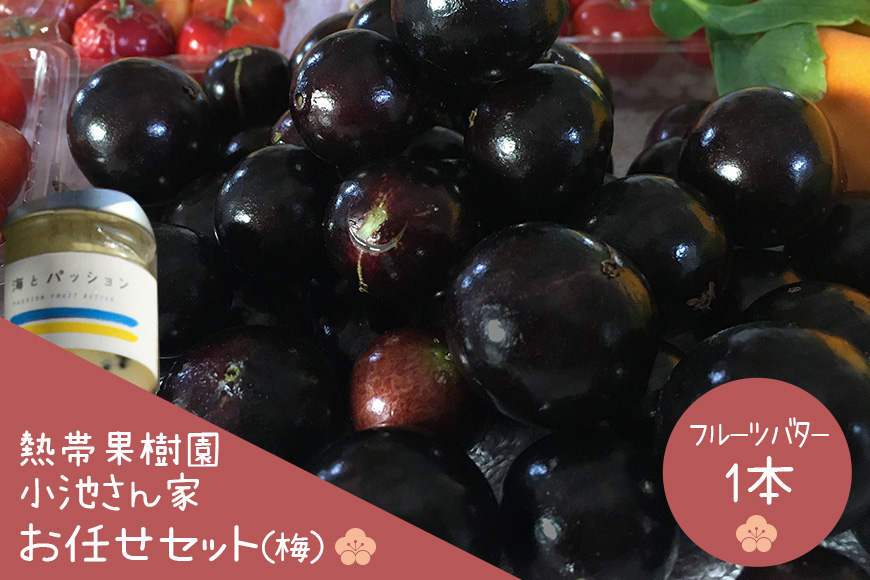 【2026年発送】熱帯果樹園小池さん家　お任せセット（梅） 126-1