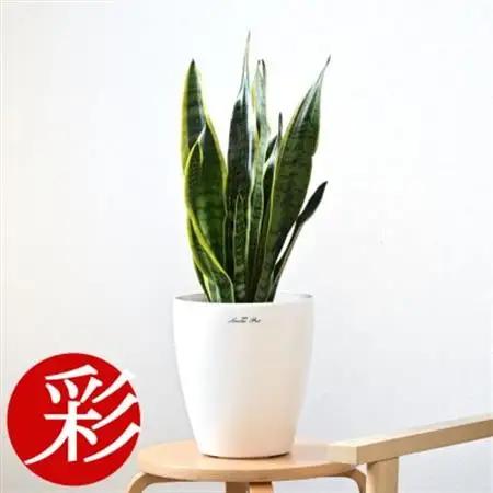 観葉植物 サンスベリア・ローレンティー6号鉢 ラスターポット(白)鉢カバー付き【配送不可地域：離島・沖縄県】【1707571】