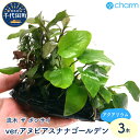 【ふるさと納税】水草 流木 ザ ボンサイ ver アヌビアスナナ ゴールデン Sサイズ 水上葉 3本(約15cm) インテリア ナチュラル 自然 リラクゼーション 室内栽培 プレゼント 送料無料 趣味 緑 人気 オススメ 初心者 玄関 リビング 水槽 アクアリウム 株式会社チャーム