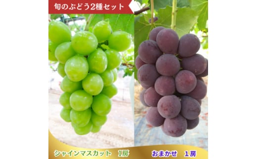 【2025年 先行予約 】 ぶどう 詰め合わせ セット シャインマスカット 1房 おまかせぶどう1房 計2房 ( 約1.2kg ) シャインマスカット マスカット ブドウ 葡萄 フルーツ 果物 詰合せ つめあわせ 種なし 種無し 贈答 ギフト プレゼント 贈り物 おまかせ 品種おまかせ デザート スイーツ 旬 千葉県 旭市 たかの果樹園 tke001
