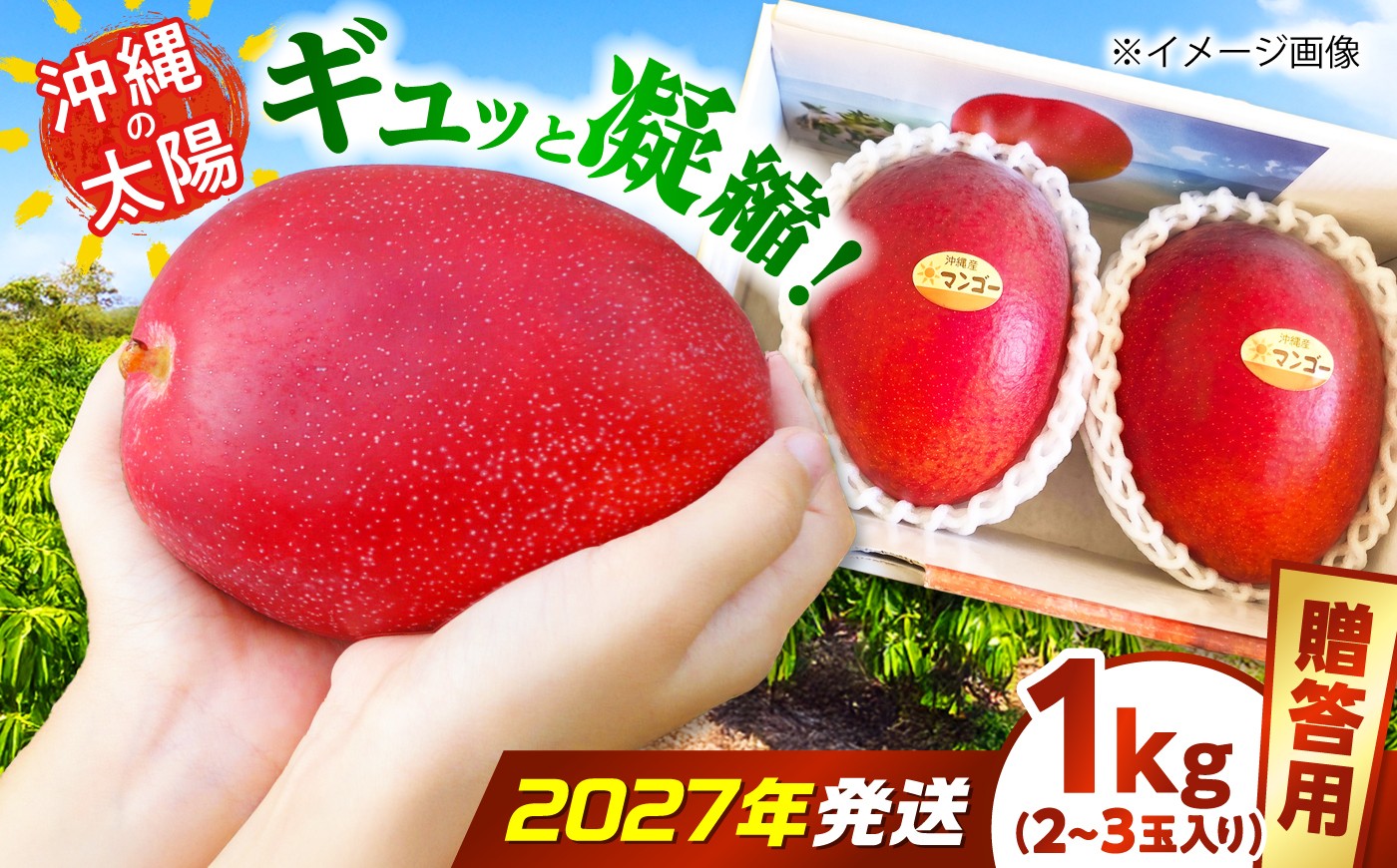 
                  マンゴー 【2027年発送 先行予約】【贈答用】沖縄市産マンゴー「太陽のめぐみ」 1kg(2～3玉) (化粧箱入り)  / 比嘉マンゴー園 [BCEW001] マンゴー まんごー 芒果 mango フルーツ 贈答用 贈答 1kg プレゼント 贈り物 Fruit 南国フルーツ 沖縄県産マンゴー 国産 沖縄産 産地直送 農家直送 新鮮 沖縄マンゴー 沖縄県産 ギフト 沖縄県 沖縄市 沖縄
                