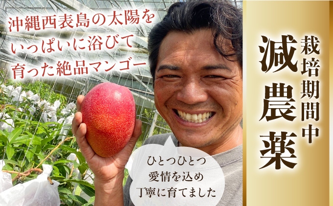 2025年 先行予約 栽培期間中 減農薬 アップルマンゴー 約1kg 2〜4玉 アナナス農園 完熟 マンゴー 果物 フルーツ
