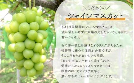 【2026年先行予約】桃も葡萄もしっかり食べたい！旬桃とシャインマスカットの満足便 (定期便) (岡山県産) / 7月9月 【KF-T061-02】