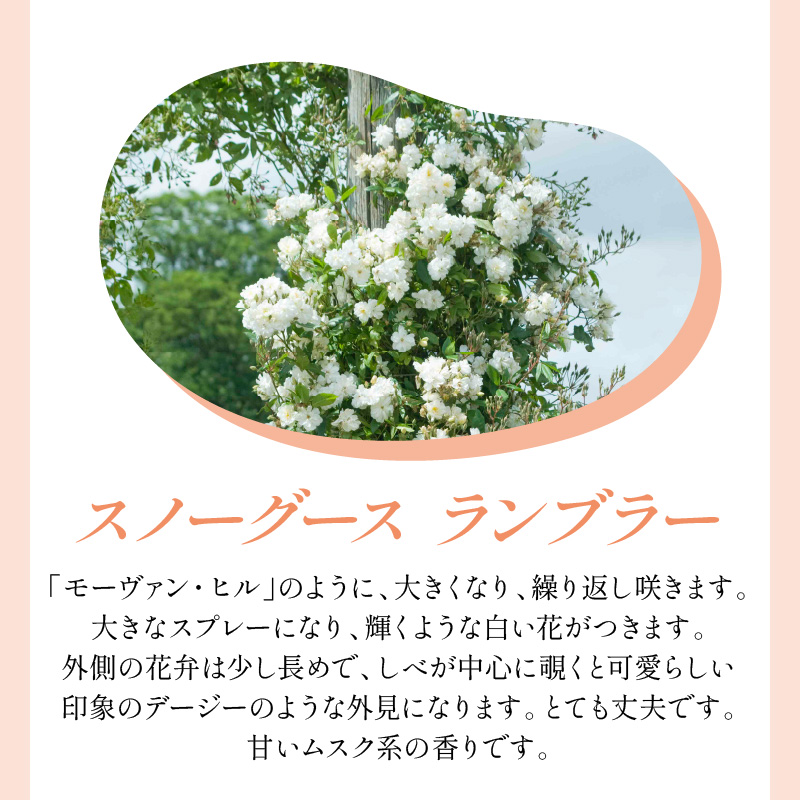 【イングリッシュローズ】デビッド・オースチン スノーグース ランブラー6L鉢苗(バラ専用肥料付)【025D-031】