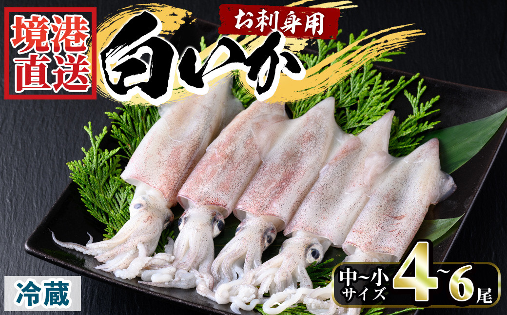 
            ＜選べる＞＜先行予約受付中！7月～9月上旬配送予定＞＜数量限定＞お刺身用白いか(4～6尾)【sm-AA015】【いたくら】
          