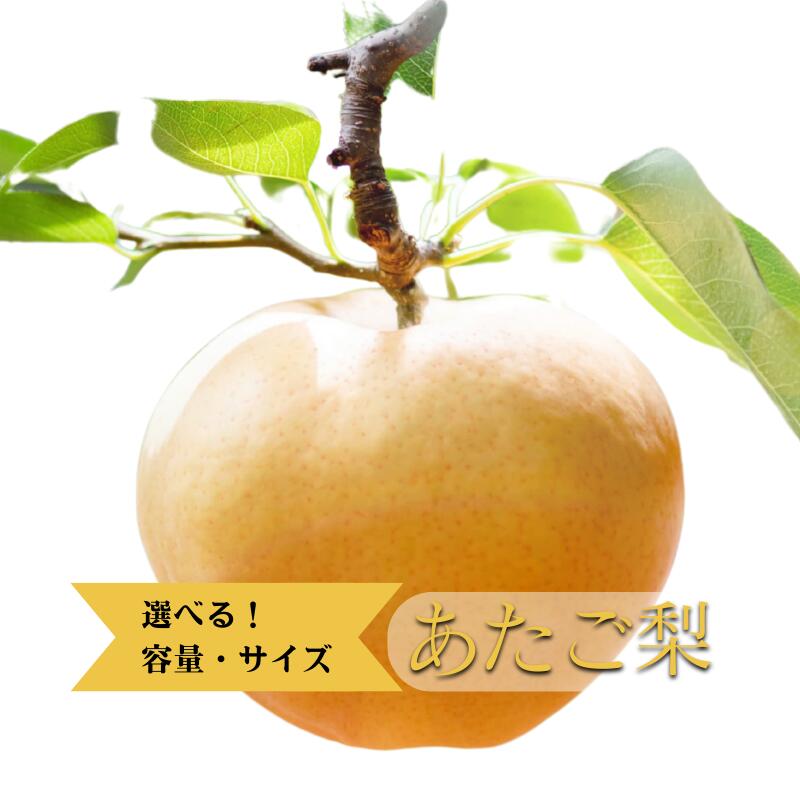 【ふるさと納税】 あたご梨 サイズが選べる 果物 フルーツ デザート 和梨 おすすめ 人気 お取り寄せ お取り寄せグルメ 取り寄せ ギフト 贈り物 プレゼント 贈答 自宅用 産地直送 旬 大玉 大きい 岡山県 お歳暮 梨 なし