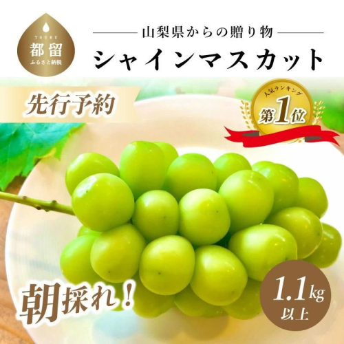 【2025年 先行予約】山梨県産　シャインマスカット 1.1kg (２房～3房) | 山梨　都留市　フルーツ　高級　ぶどう　シャイン　シャインマスカット　高級フルーツ　高級ぶどう　おやつ　デザート　贈り物