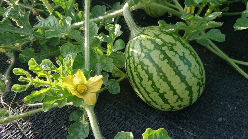 【2025年7月下旬発送予定】【夏季限定】井口農場産　八色原スイカ　大玉１玉