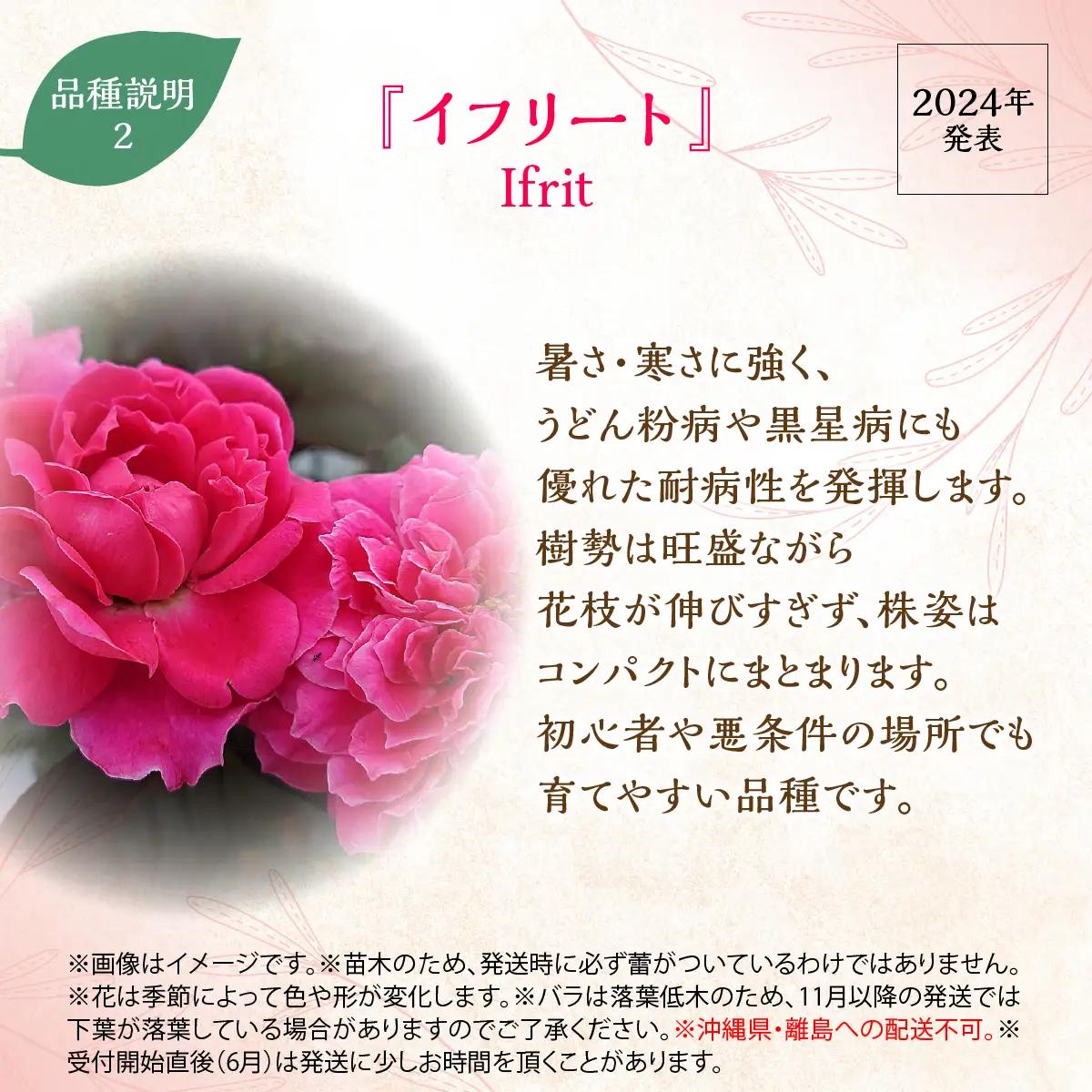 【Apple Roses】バラ苗『イフリート』新苗育成苗6号ポット植え  HNNH041