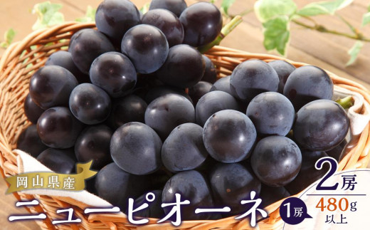 
                  ぶどう 2026年  ニュー ピオーネ 2房（1房480g以上）約1kg ブドウ 葡萄  岡山県産 国産 フルーツ 果物 ギフト
                