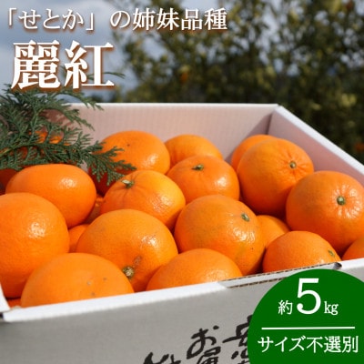 【2026年2月より発送】せとかの姉妹品種「麗紅(れいこう)」約5kg(サイズ不選別)【1556448】