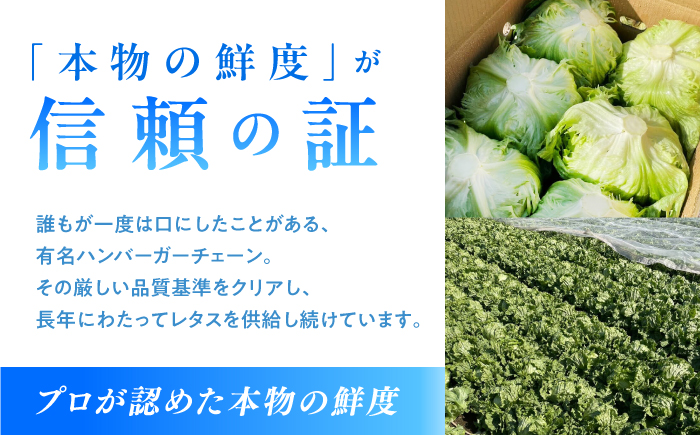 【2026年12月〜発送】レタス 約4kg（6〜7玉）/ れたす 野菜 やさい / 南島原市 / 株式会社松尾青果 [SGU006]