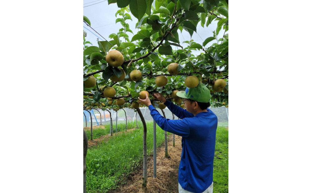 岸田秀果園 新興梨 (ギフト用)5kg【10月頃お届け】