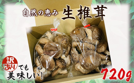 訳ありでも美味しい！自然の恵み生椎茸720g No.467