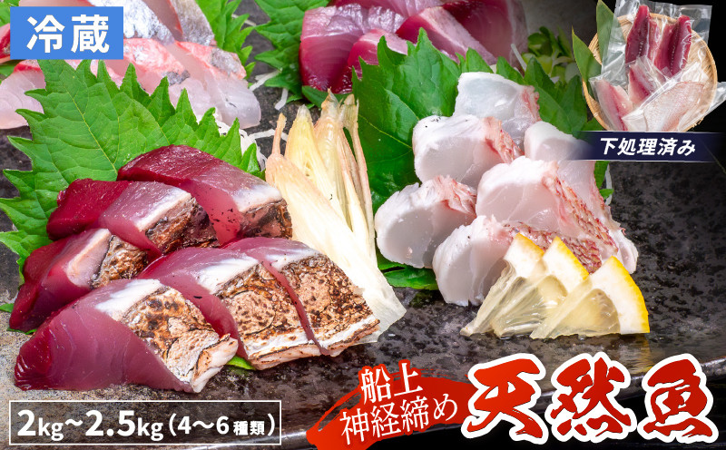 
            船上 神経締め 天然 鮮魚 詰め合わせ 朝獲れ直送 下処理済み 4~6種入り 2kg～2.5kg 冷蔵 魚種お任せ 水揚げ 海鮮 魚介 産地直送 新鮮 魚 鮮魚ボックス
          