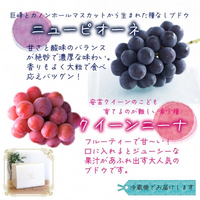 岡山　花笑み農園の『ニューピオーネ＆クイーンニーナ』1kg(2房)　PQ-1【9月中旬～順次発送】【配送不可地域：離島】