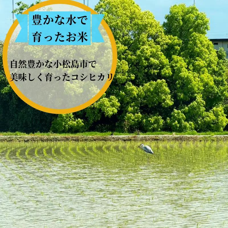 【2026年9月順次発送】 栽培期間中農薬不使用 コシヒカリ玄米 10kg 玄米 米 化学肥料不使用 新米 こめ 健康 ご飯 ダイエット 栄養豊富 ビタミン ミネラル 小松島市