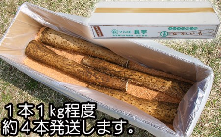 変色しない！ 訳あり 土付き 長芋 4kg 【ながいも一筋 マル庄】 ／ とろろ 山かけ 訳アリ