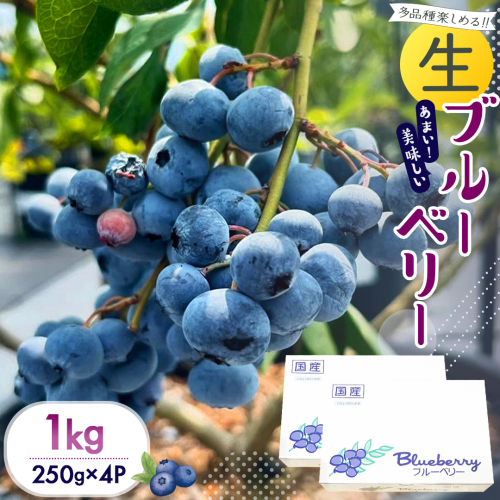 茨城県産 生 ブルーベリー 合計 1kg (250g×4P) 多品種 果実 果物 くだもの フルーツ おやつ ブルーベリー ベリー ジャム 小分け[DZ002sa]