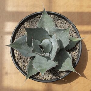 【注目度 急上昇中!】アガベ パラサナ 9号鉢_花・観葉植物 観葉植物・苗木  _【1434452】