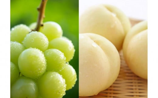 
            【定期便】先行予約 2025年 フルーツ  岡山の旬な果物  白桃（早生、中生種）約2kg 6~9玉/シャインマスカット 大房1房 約800g 贈答用 岡山市産 果物 ギフト 横木農園
          
