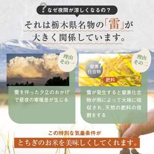 令和7年度 新米 とちぎの星 10kg 