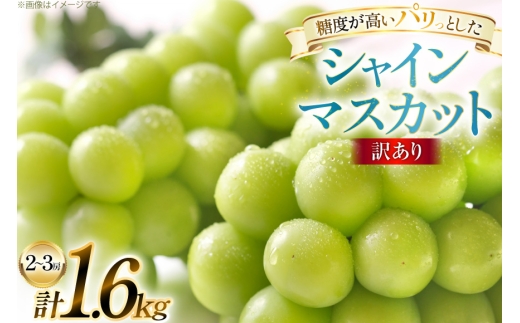 【期間限定発送】 訳あり シャインマスカット 2〜3房 1.6kg [田制農園 山形県 高畠町 tk06ayt230010] ぶどう ブドウ 葡萄 マスカット フルーツ 果物 くだもの 産地直送 農家直送