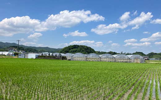 総重量約540g【掛川市産いちご】紅ほっぺ DXパック(2パック入)【配送不可地域：離島・北海道・沖縄県・四国・九州】