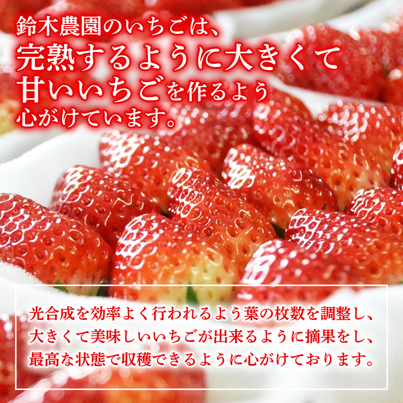 いちご 予約受付 【2026年1月から出荷】 新鮮 国産 鈴木農園の朝摘み 朝どれ きらぴ香 800 g 800g