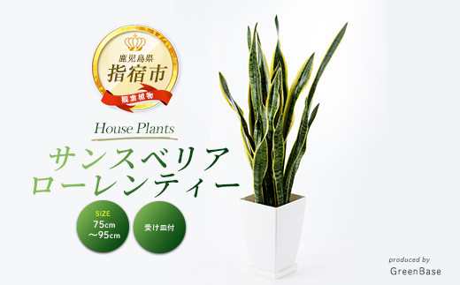 
                  2026年3月上旬～発送【観葉植物】サンスベリア・ローレンティー75cm～95cm(Green Base/IB003-003) 南国鹿児島県で育った 観葉植物！植物 鉢付 インテリア 室内 オフィス おしゃれ プレゼント ギフト 開店祝い 移転祝い マイナスイオン【配送不可地域：北海道・沖縄県・離島】
                