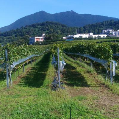 ふるさと納税 つくば市 【離島・沖縄配送不可】2022年　つくばブラン(白ワイン)　1本 |  | 01
