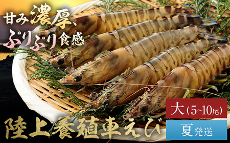 陸上養殖 車エビ 東山陸上養殖研究所 大サイズ（木箱入り） 約200g （5~10尾）《夏発送（6月中旬～8月下旬頃出荷）》岡山県 笠岡市 送料無料 えび 海老 車えび 車海老 海産物 魚 刺身 天ぷら エビフライ【配送不可地域あり】（離島）