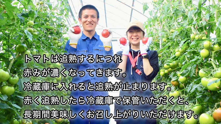 《 2027年 収穫分 》2～3月配送 スーパーフルーツトマト 中箱 約1.2kg × 2箱  (12～18玉/1箱) 糖度9度以上 先行予約 茨城県 桜川市 KEK 国産 トマト フルーツトマト ブ