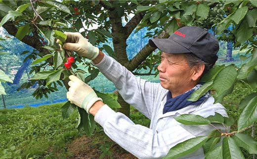 さくらんぼ ＜佐藤幸男農園＞ 佐藤錦 2L 1kg 置き並べ 贈答用