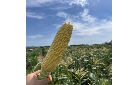 【 2026年 先行予約 】 とうもろこし 白 ＆ 黄色 12本 食べ比べ 【 とうもろこし 】
