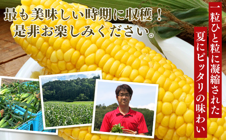 【奈良県産】太陽の微笑み とうもろこし約4kg | 野菜 やさい ヤサイ ベジタブル とうもろこし トウモロコシ 奈良県 五條市 スイートコーン 人気 朝採り 産地直送 甘い 送料無料 期間限定 コー