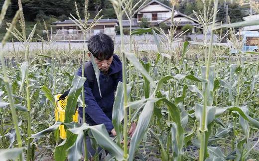 朝採りとうもろこし 10本セット とうきび トウキビ トウモロコシ コーン 野菜 食品 F6L-1413