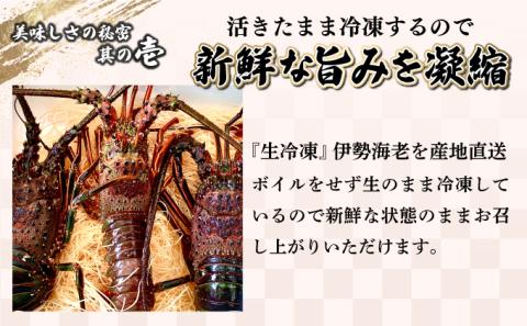 KU345【先行予約】＜生冷凍・数量限定＞宮崎県串間産 天然伊勢エビ(計約500g・1～3匹) 【豊漁丸】