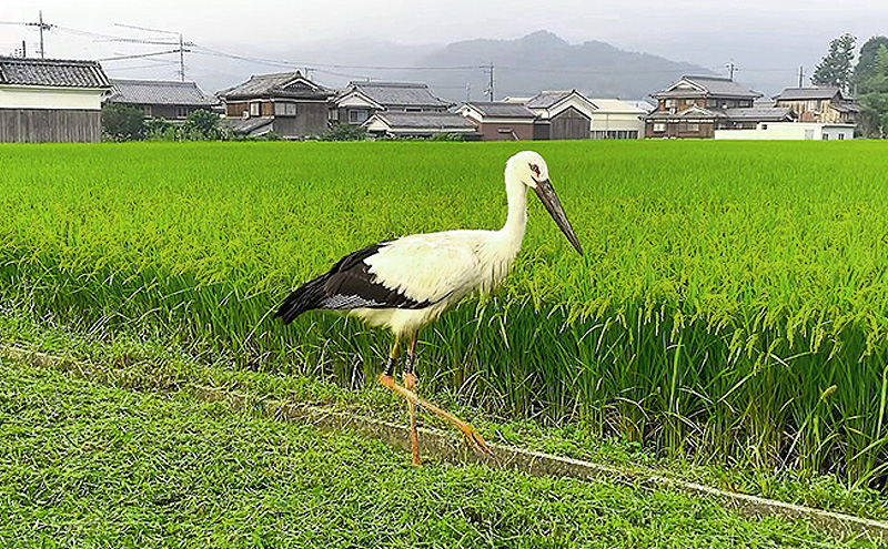 米 コウノトリ舞う田んぼで大自然が育てた"有無ファーム"こだわり米 玄米 10kg お米 栽培期間中農薬・化学肥料不使用