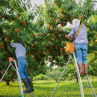 岡山県産「白鳳(水蜜桃)」約3kg|7月上旬頃～順次発送【配送不可地域：離島】