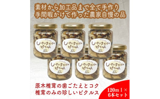 しいたけだけのピクルス 6個セット【 家庭用 自宅用 贈答品 贈答用 ギフト お取り寄せ お中元 お歳暮 贈り物 お祝い 神奈川県 小田原市 】 142069_EZ016