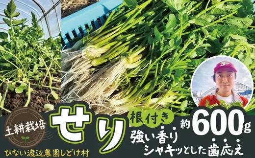 セリ 強い香りとシャキッとした歯応え 約600g　180P3202【ひない渡辺農園しどけ村】