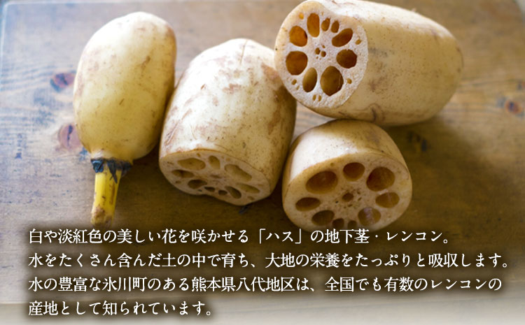 レンコン 約3kg 熊本県氷川町産 《11月下旬-3月末頃出荷》道の駅竜北