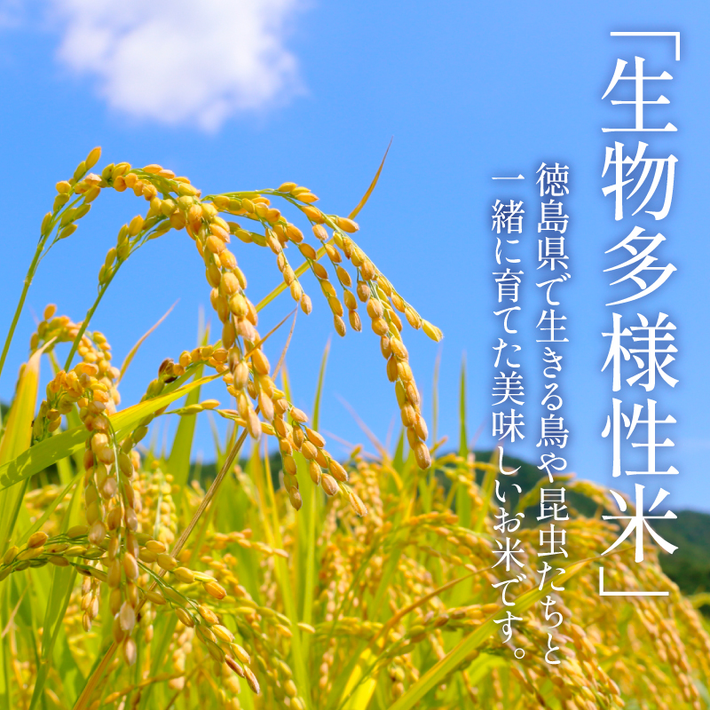 令和7年産 米 八分づき米 10kg 栽培期間中農薬不使用 米 玄米 お米 コメ こしひかり コシヒカリ ※ okome kome おむすび おにぎり 徳島県産 精米 徳島県 小松島市