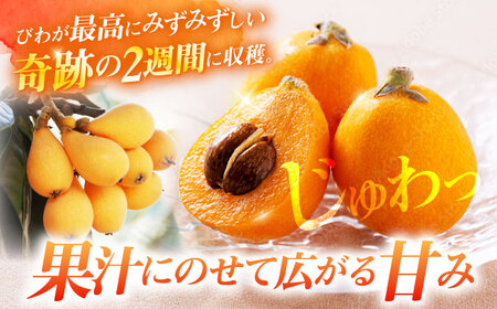 先行予約 びわ 1kg＜パッパラパー農園＞ [CFI002] びわ びわ びわ ビワ ビワ びわ