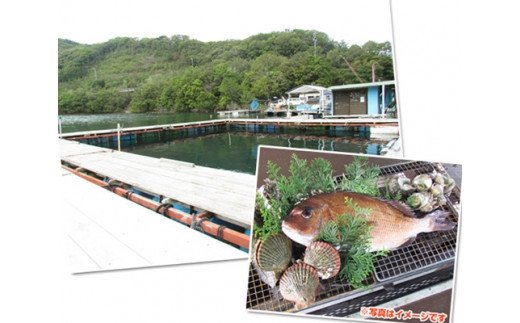 釣り チケット 7名 貸し切り お土産 付き 城水産 釣堀 釣り堀 魚釣り つり フィッシング 筏釣り 観光 旅行 アクティビティ 家族 子供 子ども 利用券 体験 鯛 たい 魚 魚介 海鮮 海産物 海 刺し身 三重 南伊勢 伊勢志摩