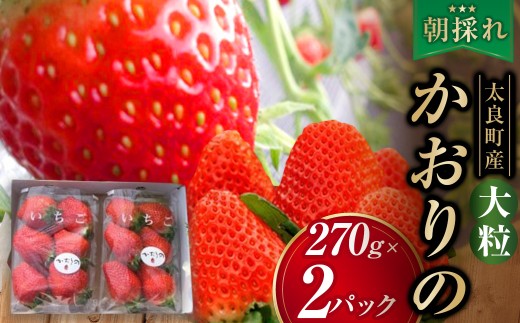 L15x1 太良町産「かおりの」大粒2P　生産者直送！朝採り苺！【2027年1月上旬-2027年4月下旬】