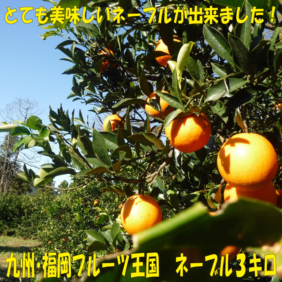 【ふるさと納税】九州・福岡フルーツ王国.農家直送.ネーブル（約3kg）／2026年1月配送.AA185