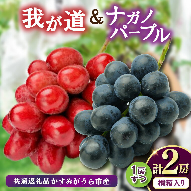 【ふるさと納税】桐箱入りナガノパープル1房・我が道1房　県内共通返礼品:かすみがうら市産【配送不可地域：離島・沖縄県】 (BR166)