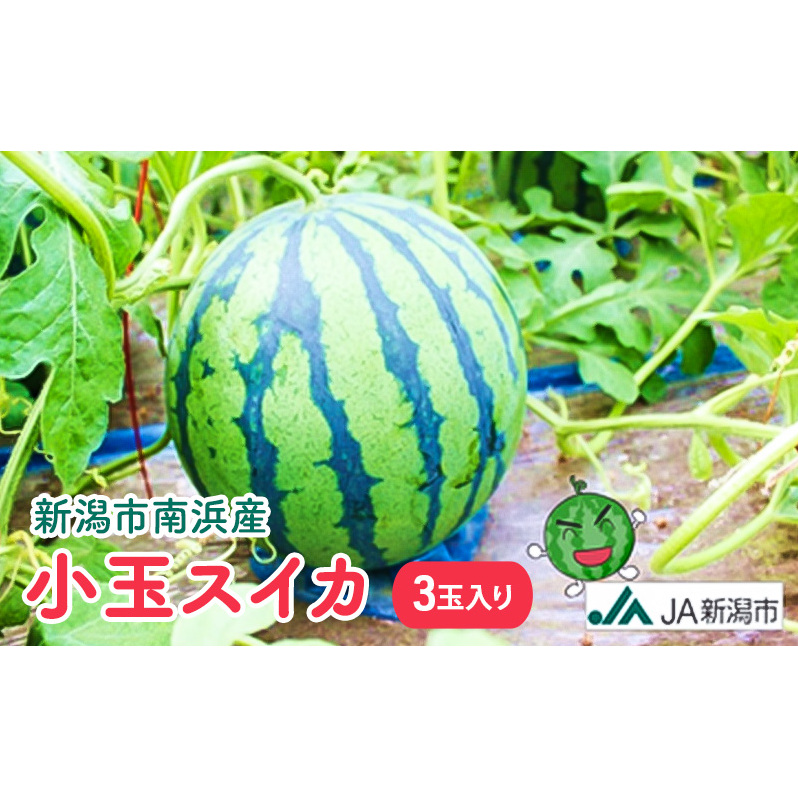 新潟市南浜産　小玉スイカ　3玉入 果物類 夏フルーツ 
